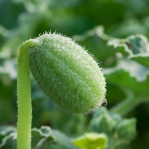 قطره خیار وحشی (کپی)